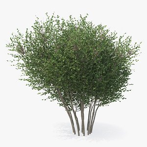 big bush 3D model