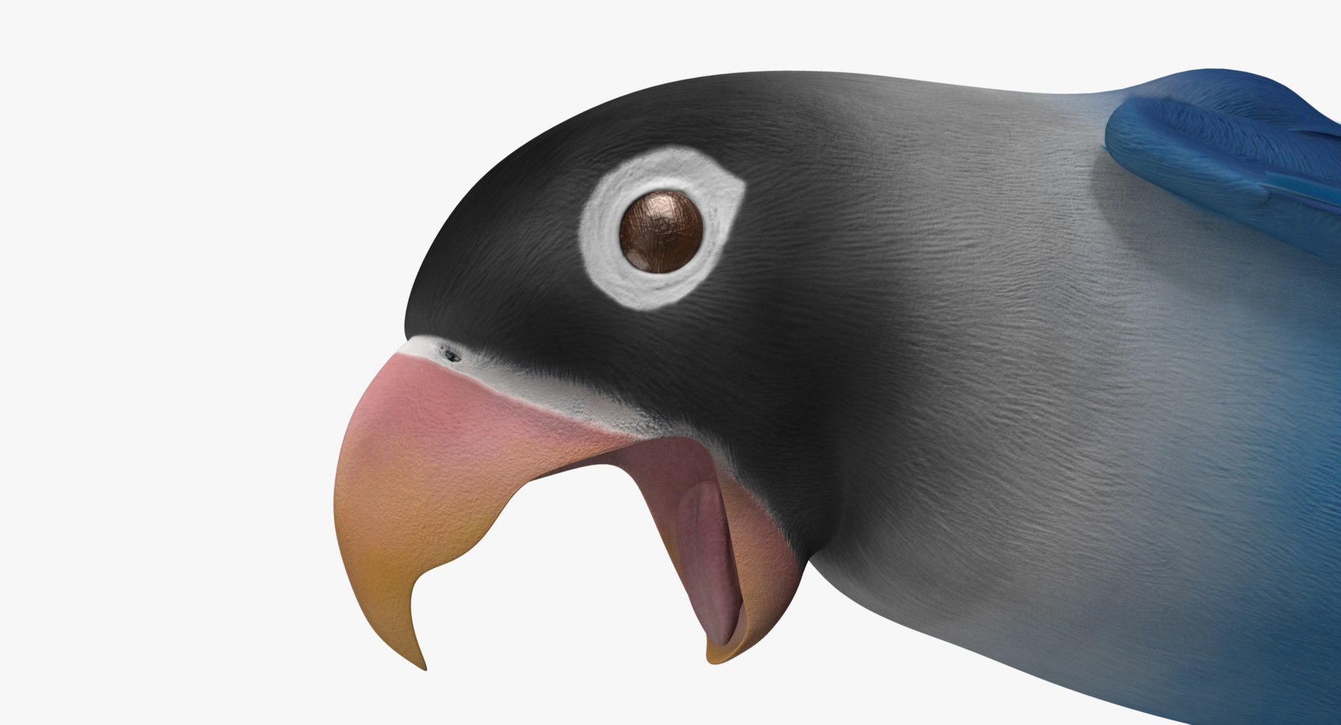 agapornis personata var blue obj https://p.turbosquid.com/ts-thumb/jp/lW6wPG/6pzL47BM/rr03/jpg/1429253527/1920x1080/fit_q87/a69f074287d871fcf1d3997ccbde10161c382701/rr03.jpg
