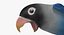 Agapornis Personata Var“Blue Masked Lovebird”