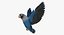 Agapornis Personata Var“Blue Masked Lovebird”