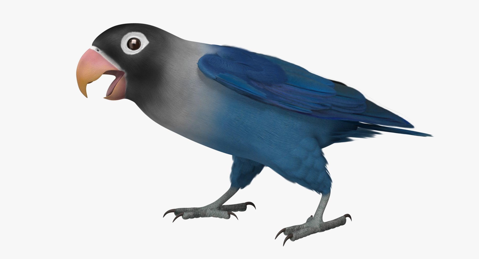 agapornis personata var blue obj https://p.turbosquid.com/ts-thumb/jp/lW6wPG/IvOQYazZ/rr02/jpg/1429253527/1920x1080/fit_q87/3961e40527eeb11a58a721ba5b910c92966efb71/rr02.jpg