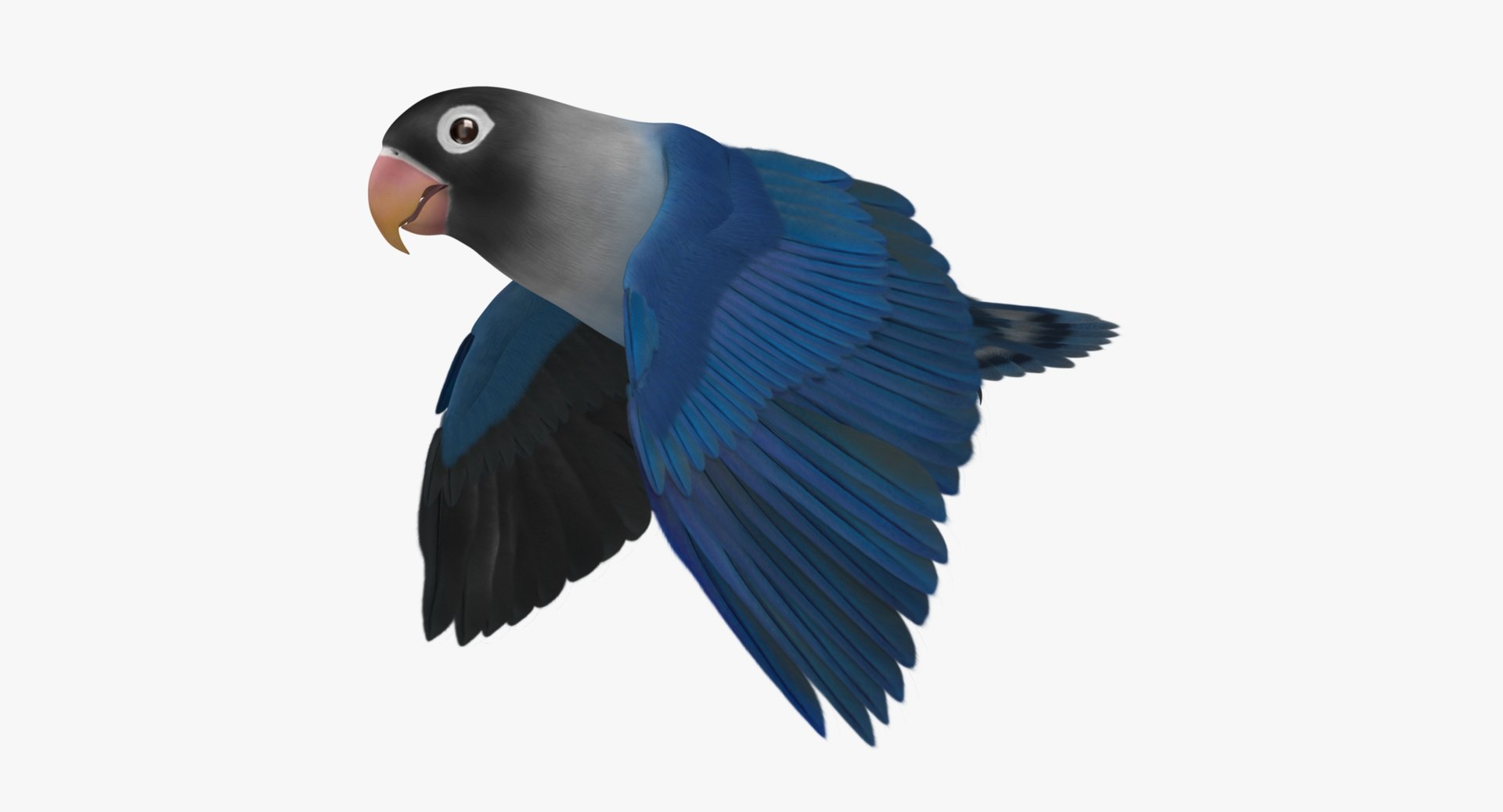 agapornis personata var blue obj https://p.turbosquid.com/ts-thumb/jp/lW6wPG/acKv5DaR/r05/jpg/1429260035/1920x1080/fit_q87/2965951e0c6cc8fa1089c8c8d4d768655051decf/r05.jpg