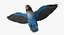Agapornis Personata Var“Blue Masked Lovebird”