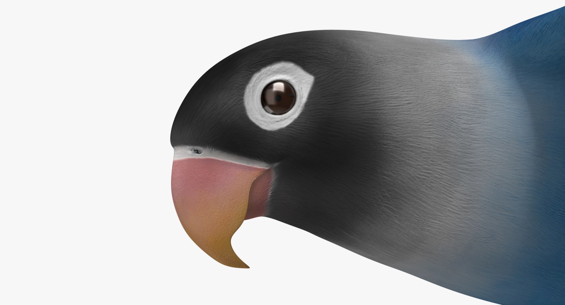 agapornis personata var blue obj https://p.turbosquid.com/ts-thumb/jp/lW6wPG/tFWwOnDW/rr04/jpg/1429253527/1920x1080/fit_q87/ebf4f8260272ba7cc9b5a8ff16e859bea0a54d28/rr04.jpg