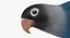 Agapornis Personata Var“Blue Masked Lovebird”
