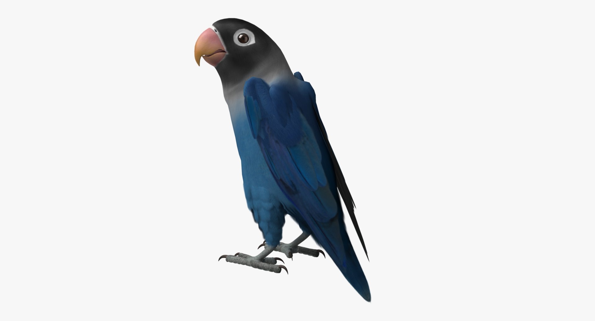 agapornis personata var blue obj https://p.turbosquid.com/ts-thumb/jp/lW6wPG/veqKDmwg/rr05/jpg/1429259524/1920x1080/fit_q87/7e920a90c6f1dc02ffd1ebb63249cdbe0e237cd3/rr05.jpg