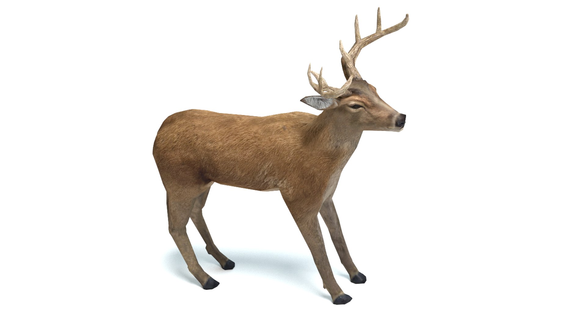 deer 3d model