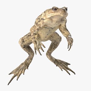 3D model Swimming Toad Rigged and Animated