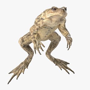 Swimming Toad Rigged and Animated