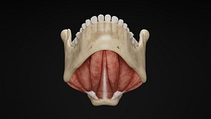 3D Human Anatomy-Muscular System-Floor of mouth-Superior and Inferior View model