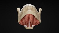Human Anatomy-Muscular System-Floor of mouth-Superior and Inferior View