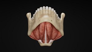 Human Anatomy-Muscular System-Floor of mouth-Superior and Inferior View