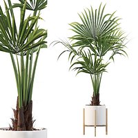 Washingtonia filifera 03