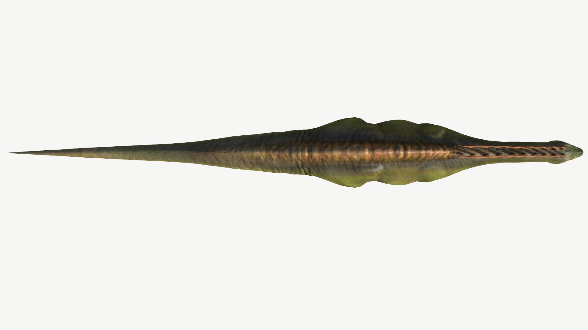 Amargasaurus 3D https://p.turbosquid.com/ts-thumb/jq/Q62CDl/LD/4/png/1728455831/1920x1080/fit_q87/b7bf988de0db3d7519ea081a7bdb6e08ea549b90/4.jpg