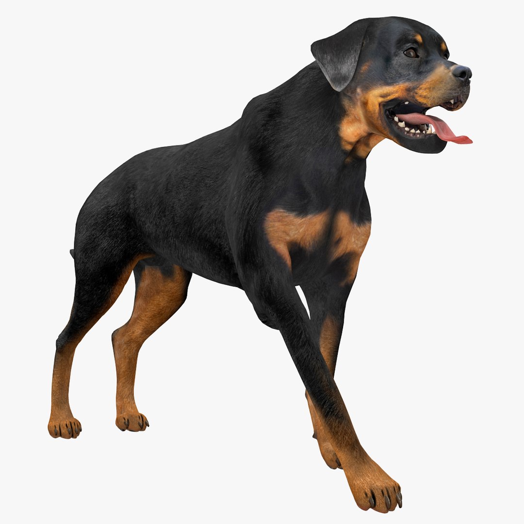 rottweiler rigged max https://p.turbosquid.com/ts-thumb/jq/S2dwbE/5biTaEoT/rottweilerrigged_304/jpg/1415828600/1920x1080/fit_q87/79f1b44f34ecc3ae5abf043f9b088f225f309676/rottweilerrigged_304.jpg
