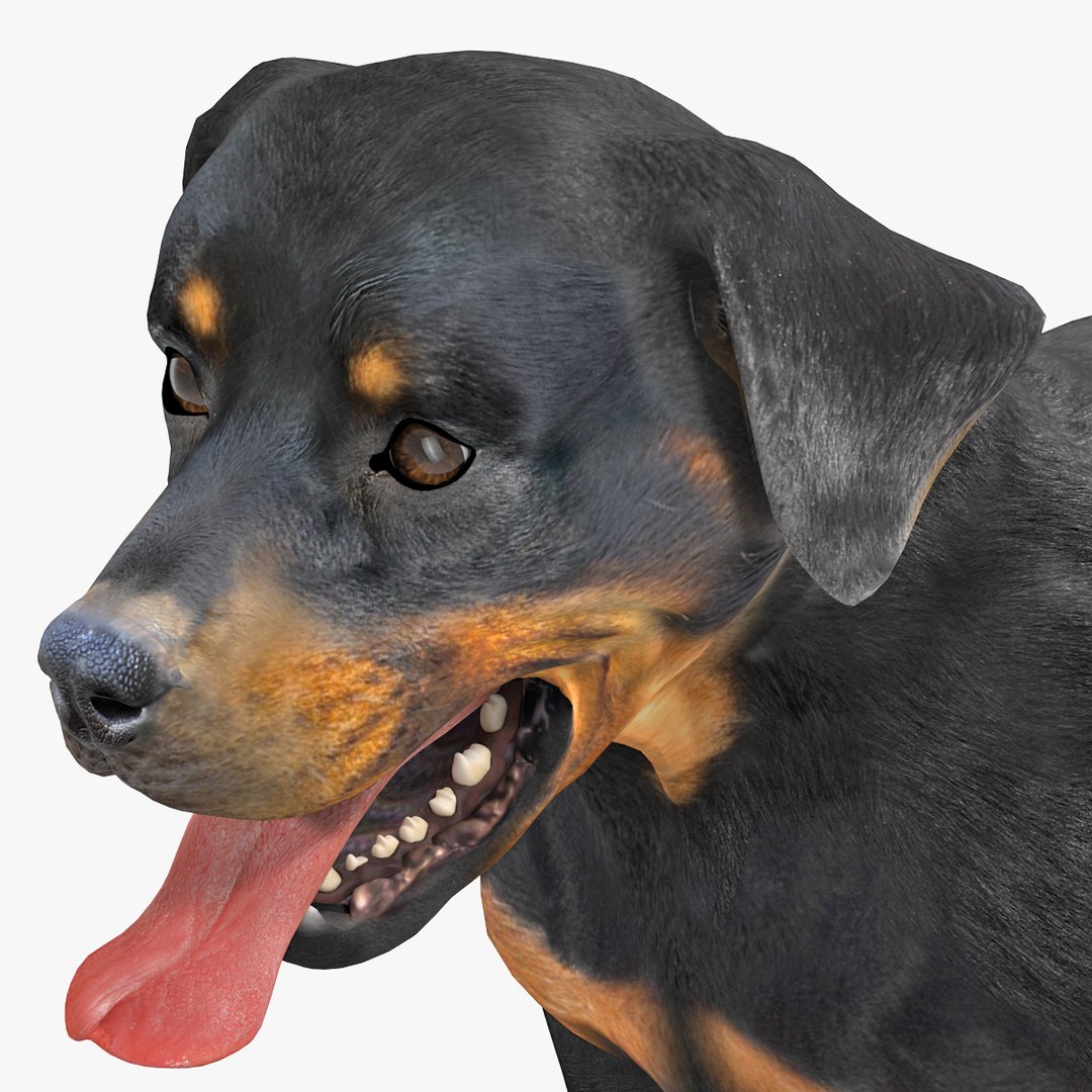 rottweiler rigged max https://p.turbosquid.com/ts-thumb/jq/S2dwbE/6bbyqnEw/rottweilerrigged_314/jpg/1415828647/1920x1080/fit_q87/1c8da42c20cbf5d57d5a296fe2b97f3c726491fe/rottweilerrigged_314.jpg