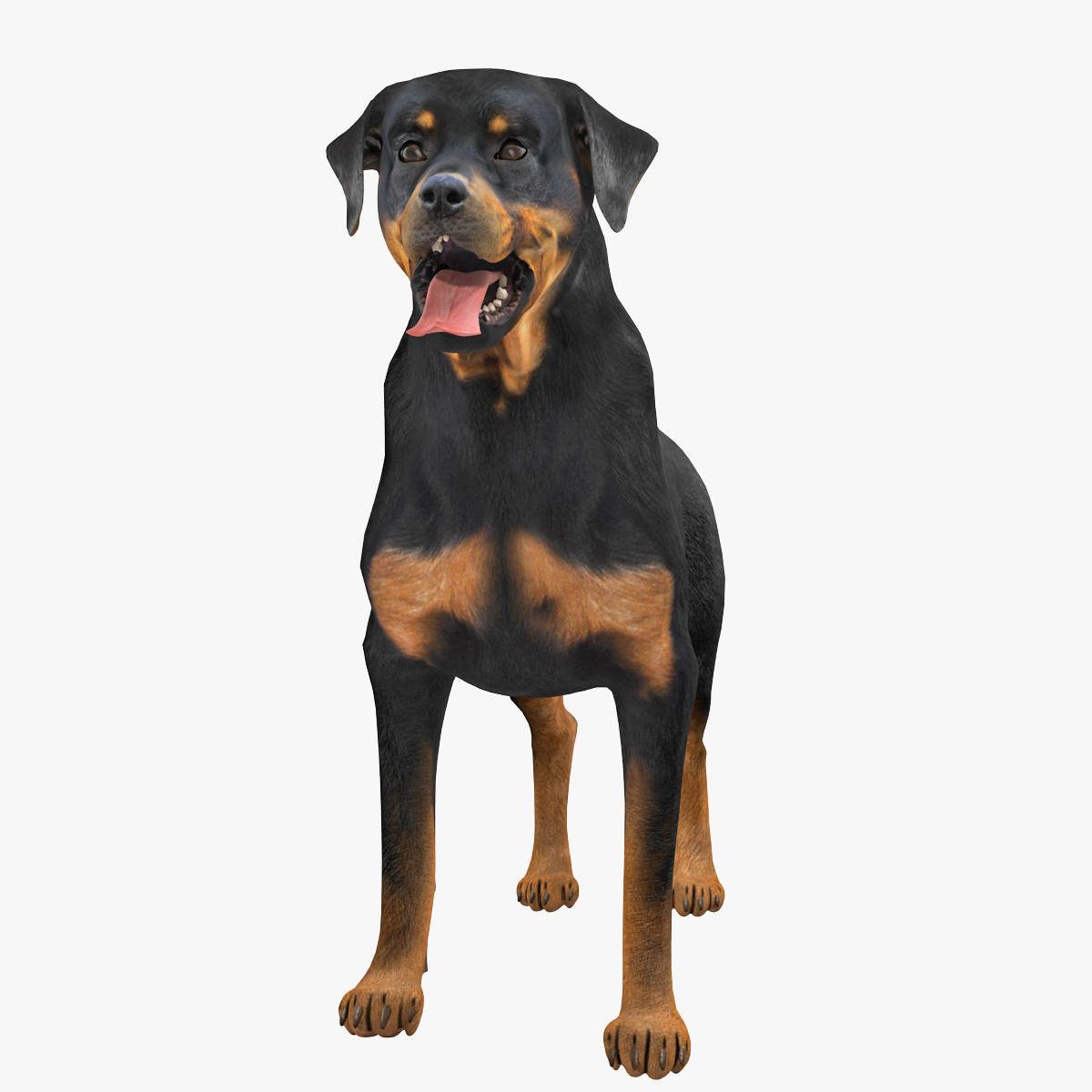 rottweiler rigged max