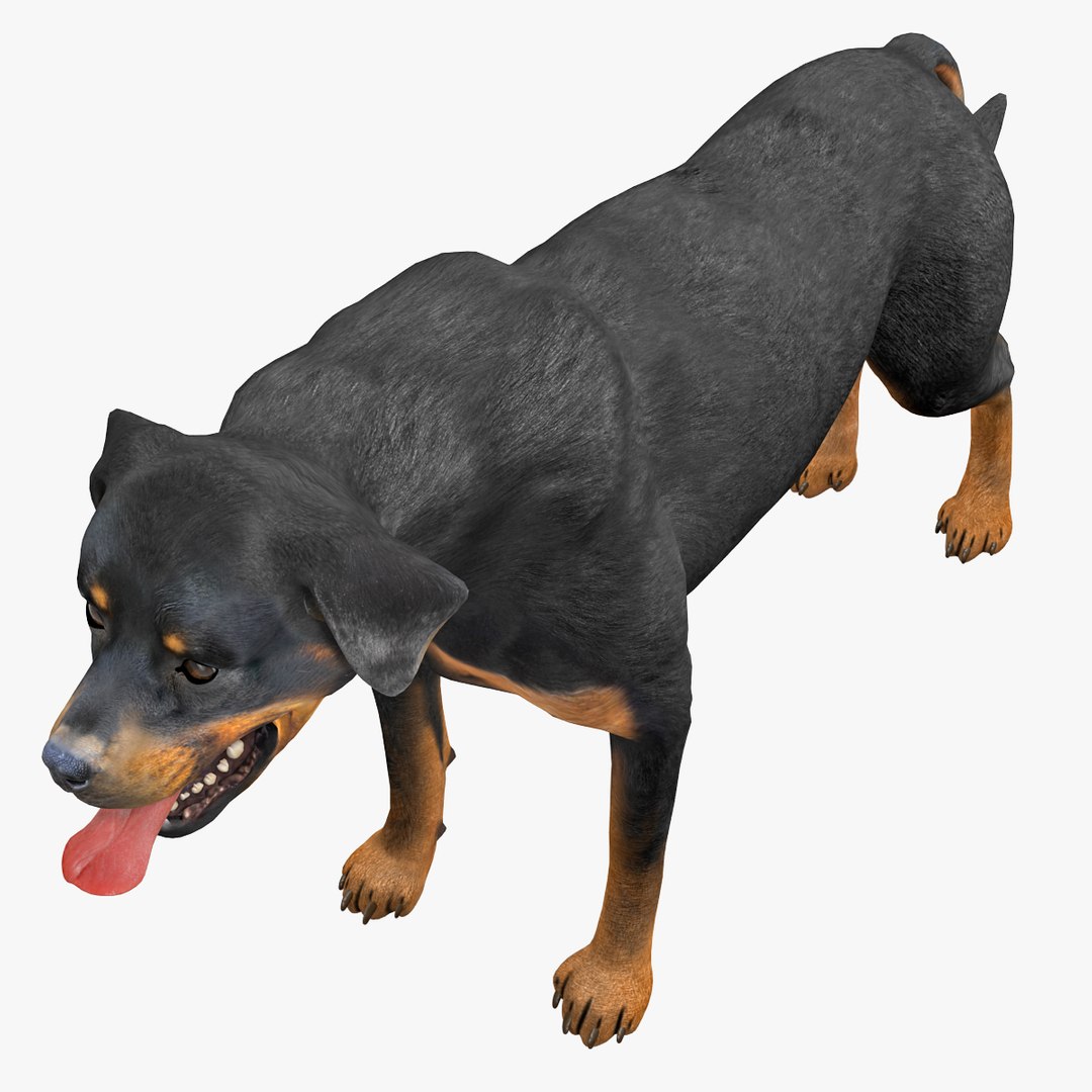 rottweiler rigged max https://p.turbosquid.com/ts-thumb/jq/S2dwbE/E8jZy8XT/rottweilerrigged_311/jpg/1415828619/1920x1080/fit_q87/b1ee4f86b3b980b011ceb2d216bf8d6f3eda6442/rottweilerrigged_311.jpg