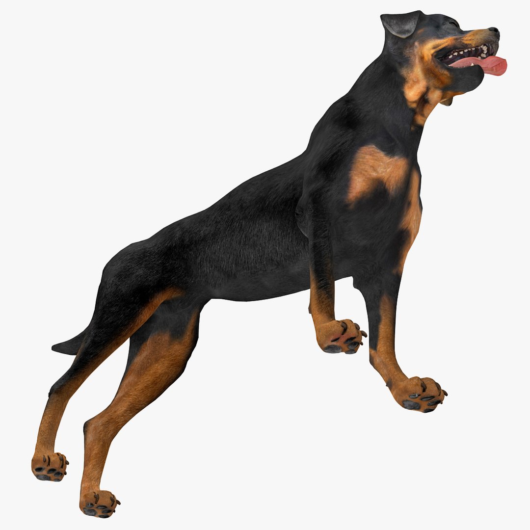 rottweiler rigged max https://p.turbosquid.com/ts-thumb/jq/S2dwbE/ERRcKbDL/rottweilerrigged_316/jpg/1415828629/1920x1080/fit_q87/db839ee88a3f8d7f22f5f0a70b5d34e0524f14ef/rottweilerrigged_316.jpg