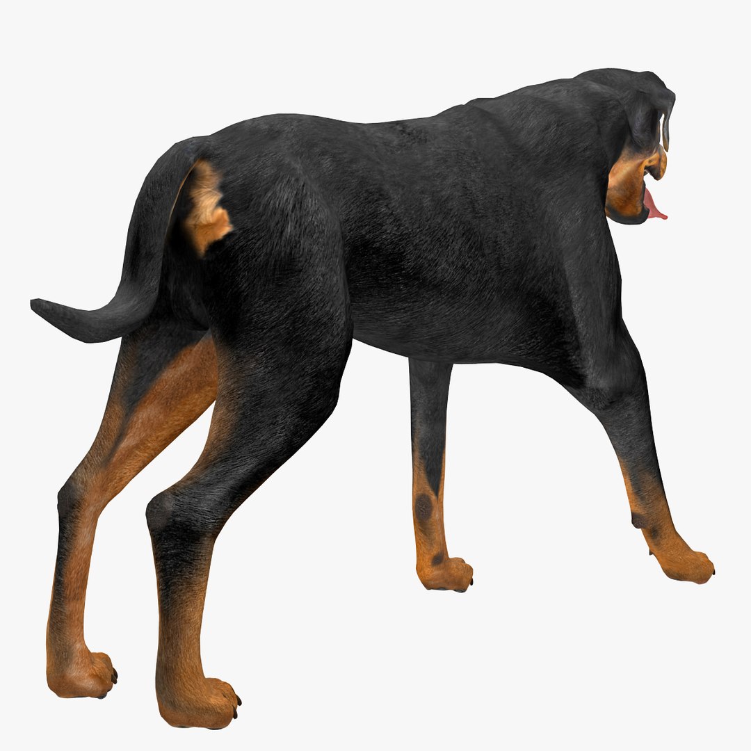 rottweiler rigged max https://p.turbosquid.com/ts-thumb/jq/S2dwbE/F9DrcVYs/rottweilerrigged_305/jpg/1415828632/1920x1080/fit_q87/f7820574989e002ff6fffa83e8f471970d23d88d/rottweilerrigged_305.jpg
