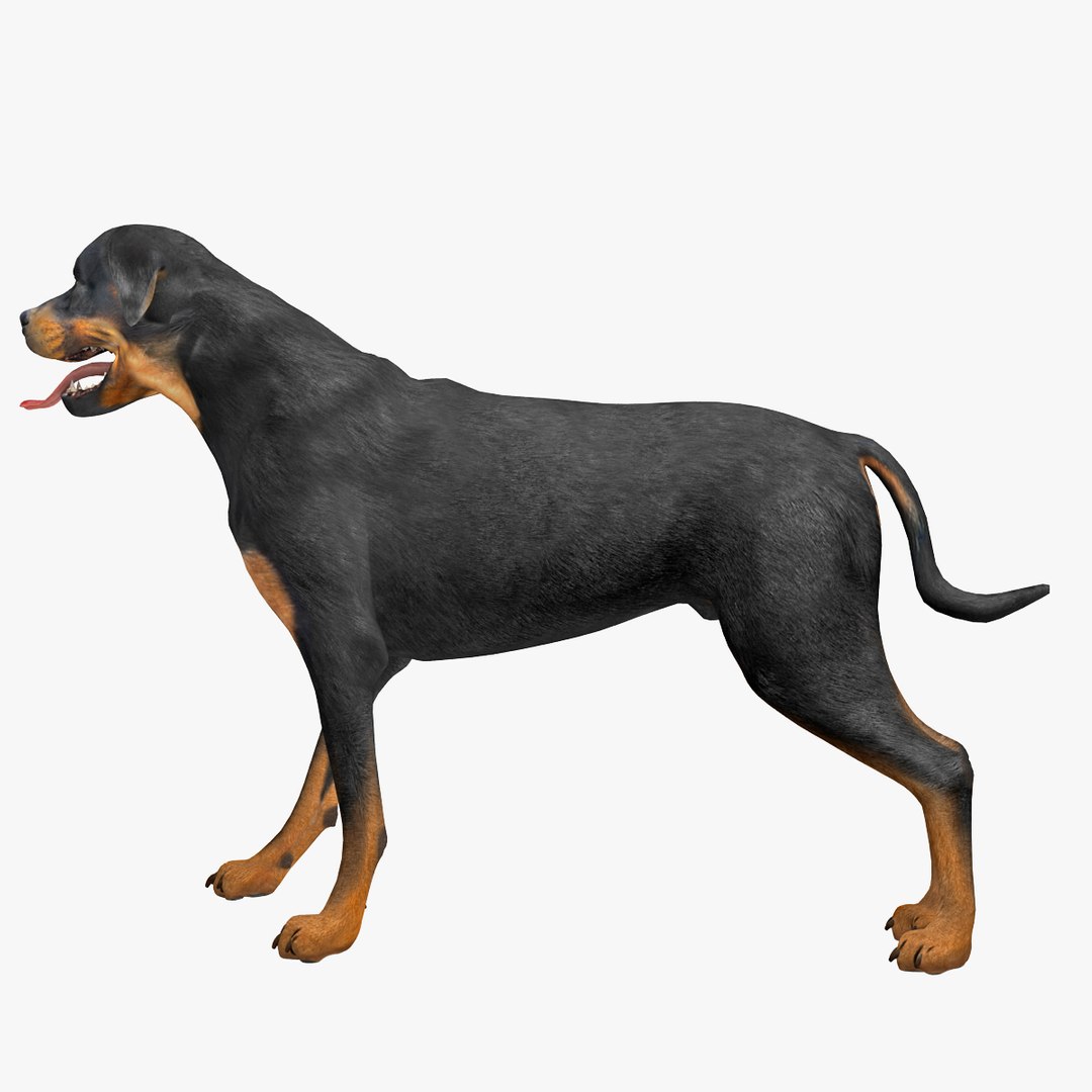 rottweiler rigged max https://p.turbosquid.com/ts-thumb/jq/S2dwbE/Io6giZzL/rottweilerrigged_302/jpg/1415828614/1920x1080/fit_q87/4b3424cc9438f083df940fec45acc46632c3afe4/rottweilerrigged_302.jpg