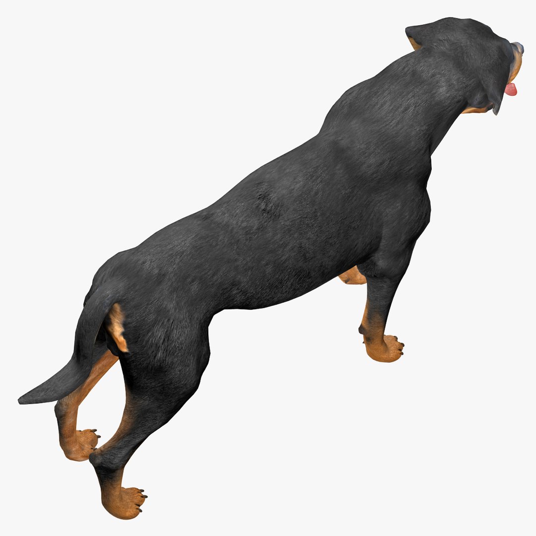 rottweiler rigged max https://p.turbosquid.com/ts-thumb/jq/S2dwbE/PeycPf0e/rottweilerrigged_312/jpg/1415828643/1920x1080/fit_q87/607f00a3f28ef6f7be0d30a384603119ae243848/rottweilerrigged_312.jpg