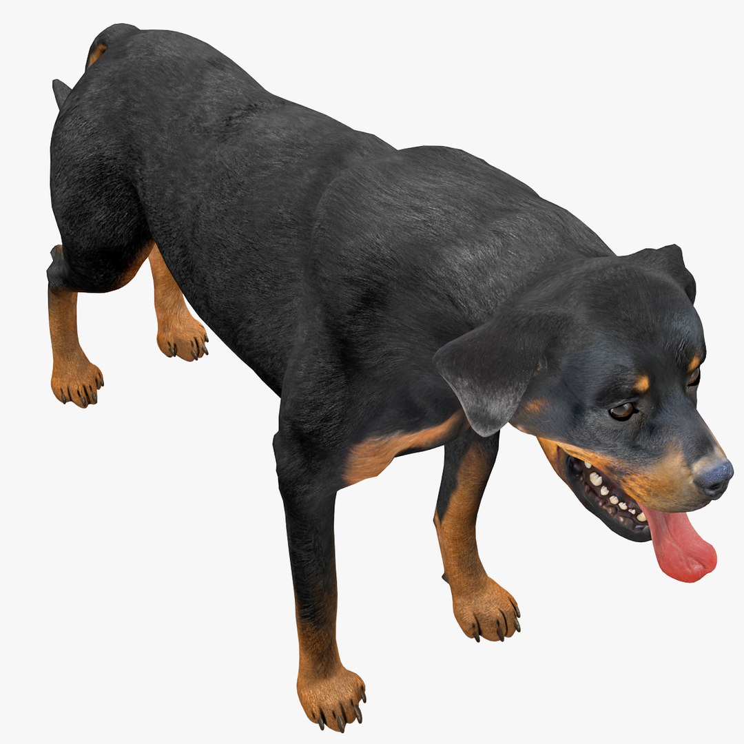rottweiler rigged max https://p.turbosquid.com/ts-thumb/jq/S2dwbE/V4Ins9C4/rottweilerrigged_310/jpg/1415828638/1920x1080/fit_q87/24e02ddf84ae6926aa33b4e1ae3fd78d33eaf11c/rottweilerrigged_310.jpg