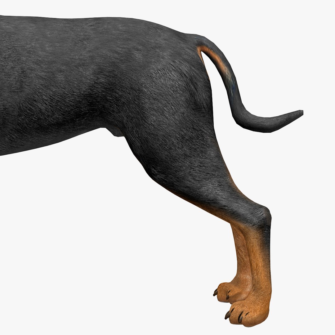 rottweiler rigged max https://p.turbosquid.com/ts-thumb/jq/S2dwbE/VByqG6NP/rottweilerrigged_317/jpg/1415828661/1920x1080/fit_q87/9527a742c4a58b44f49a19fc3cb5432f8fdf5858/rottweilerrigged_317.jpg