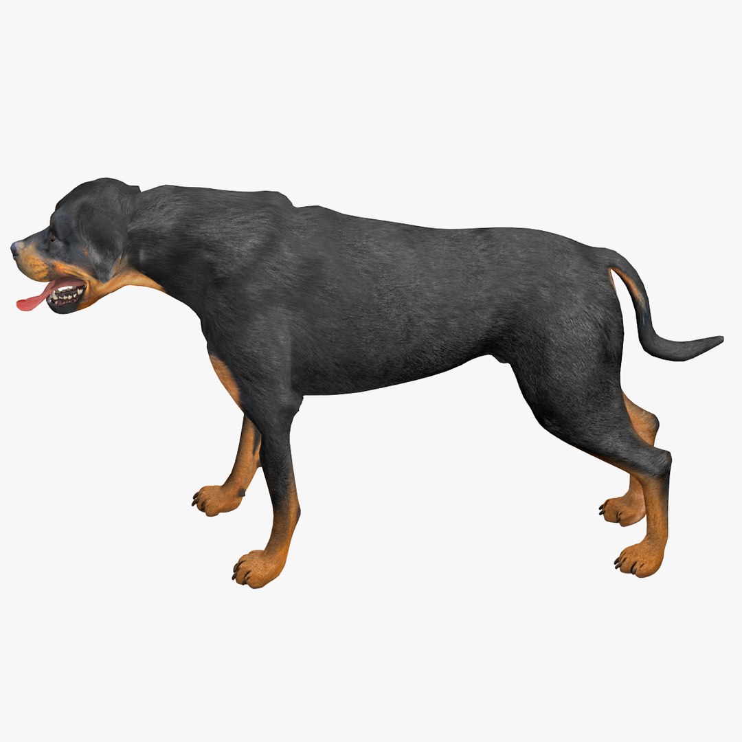 rottweiler rigged max https://p.turbosquid.com/ts-thumb/jq/S2dwbE/X0wVSwT3/rottweilerrigged_308/jpg/1415828641/1920x1080/fit_q87/cfcdadfcd52ebe2e3925566baa54acc6d135b00e/rottweilerrigged_308.jpg