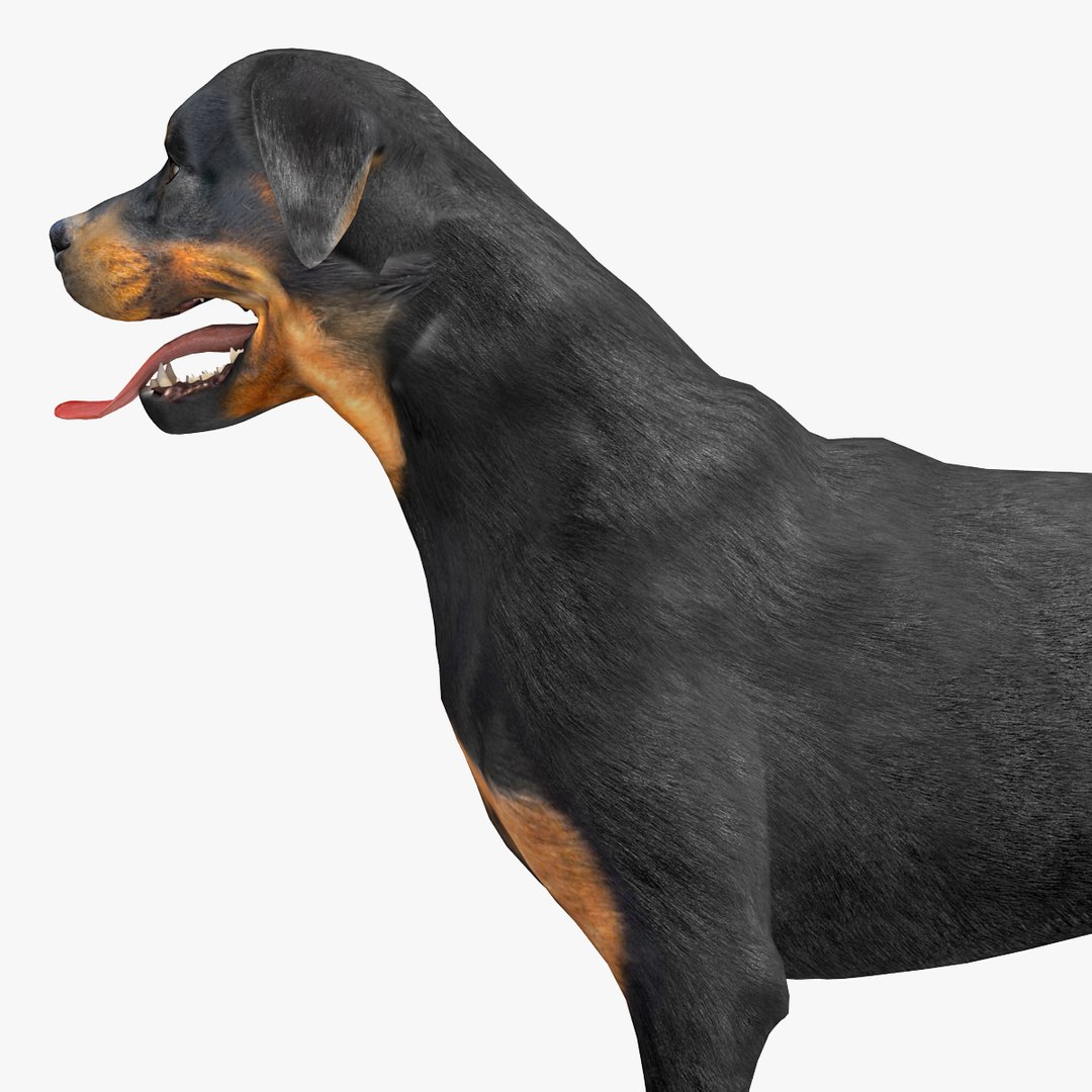 rottweiler rigged max https://p.turbosquid.com/ts-thumb/jq/S2dwbE/Z54TQdGG/rottweilerrigged_318/jpg/1415828655/1920x1080/fit_q87/6b46ce1abdd0561bc1ced8cd8732ba2e7d97993e/rottweilerrigged_318.jpg