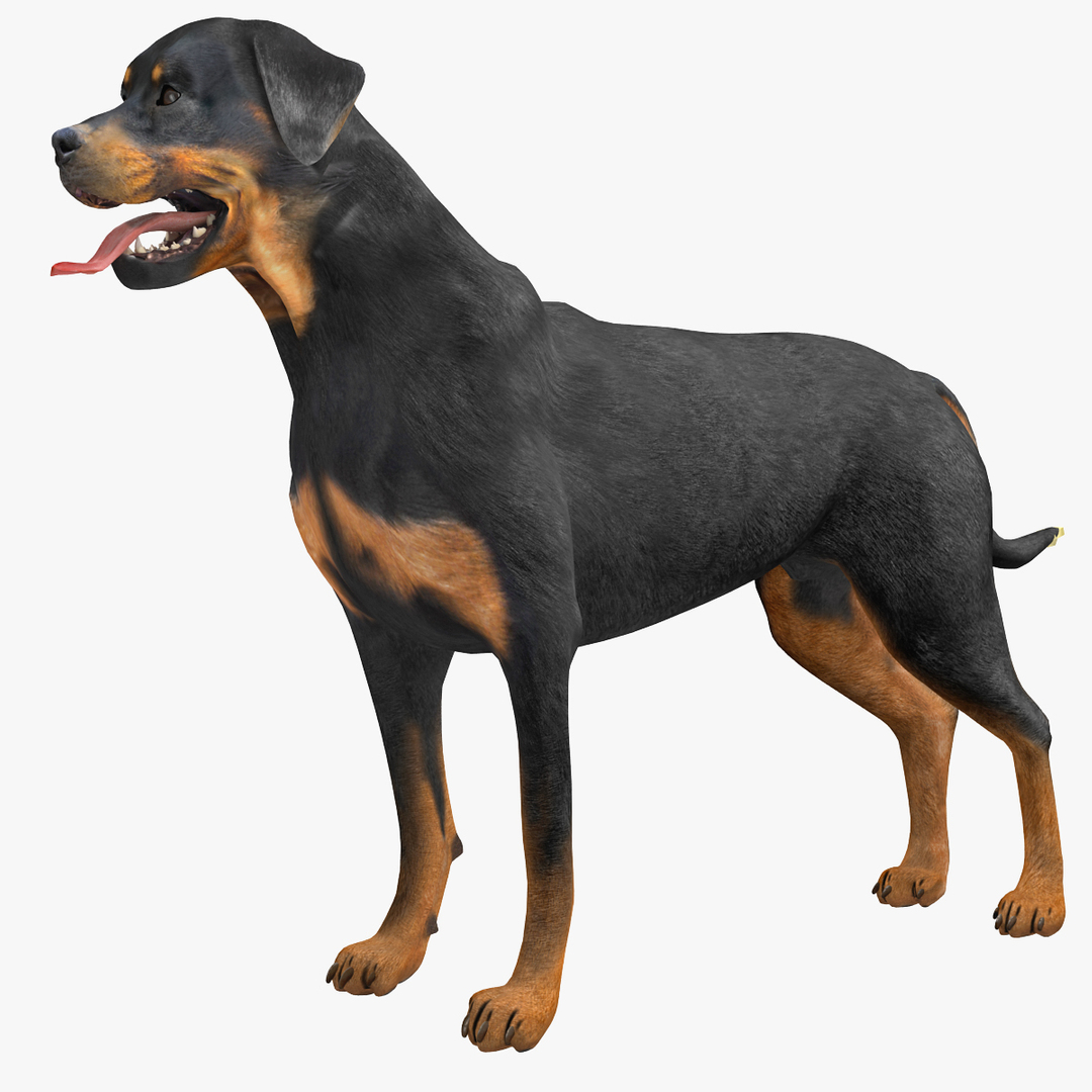 rottweiler rigged max https://p.turbosquid.com/ts-thumb/jq/S2dwbE/cA3YF09K/turntablefile_360/jpg/1415827929/1920x1080/turn_fit_q99/22b54d119281d65a1faabffc8379fe97c1d7798b/turntablefile_360-1.jpg