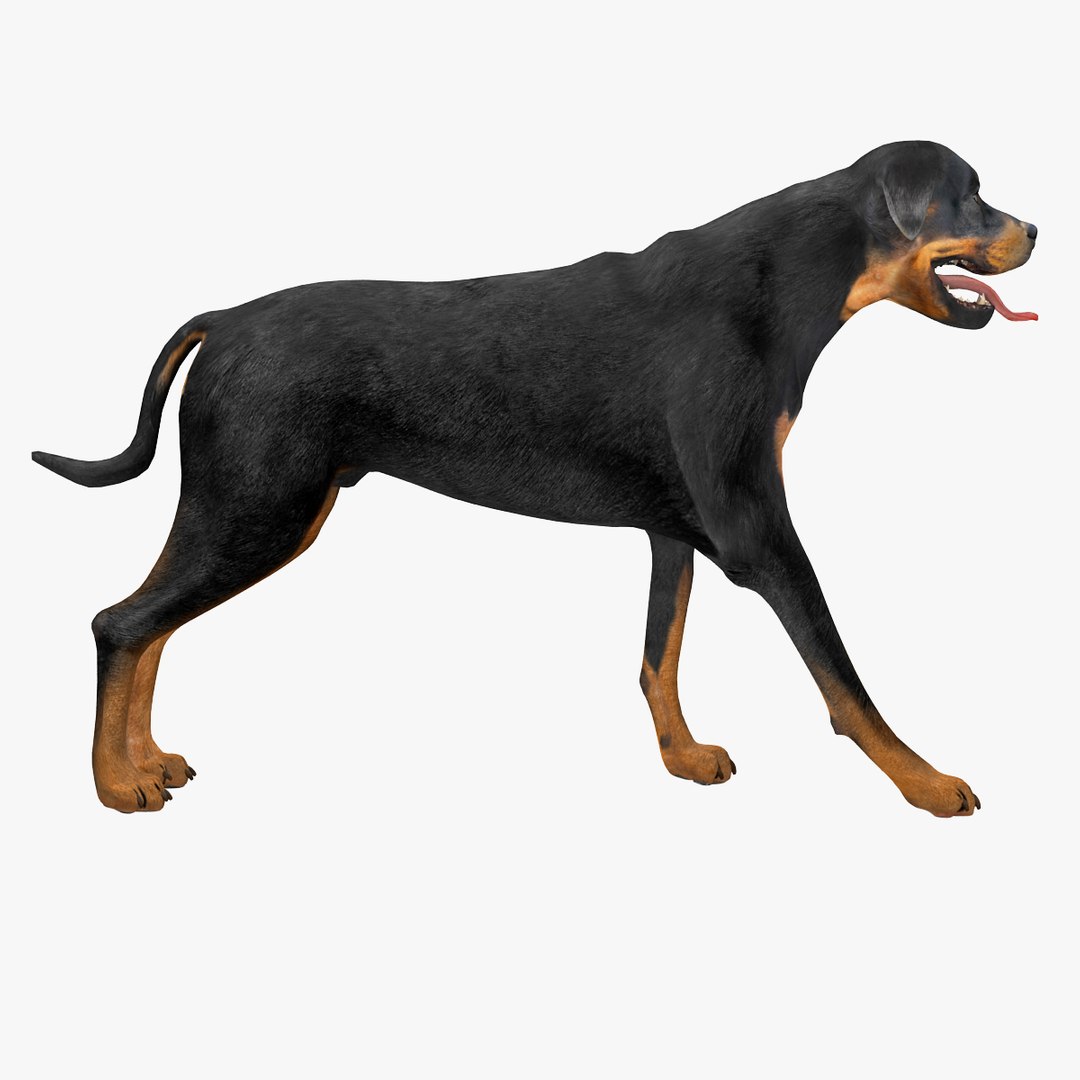 rottweiler rigged max https://p.turbosquid.com/ts-thumb/jq/S2dwbE/gCiqAnp5/rottweilerrigged_303/jpg/1415828595/1920x1080/fit_q87/82e2809728dd9d92cfdb18541c7e82b26fd6e470/rottweilerrigged_303.jpg