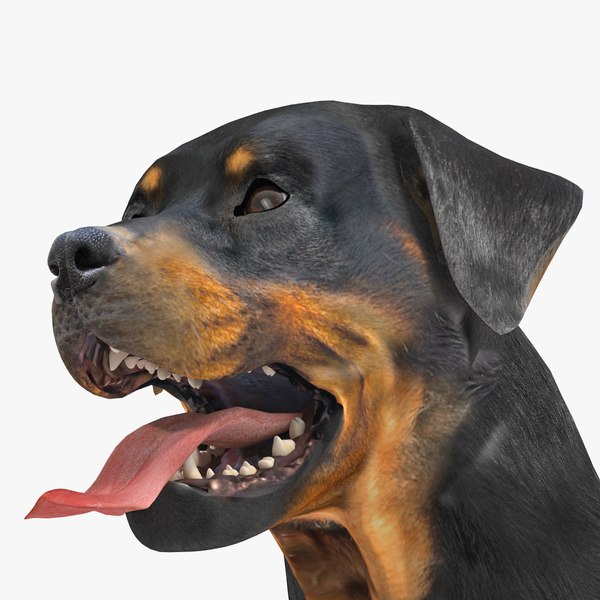 rottweiler rigged max