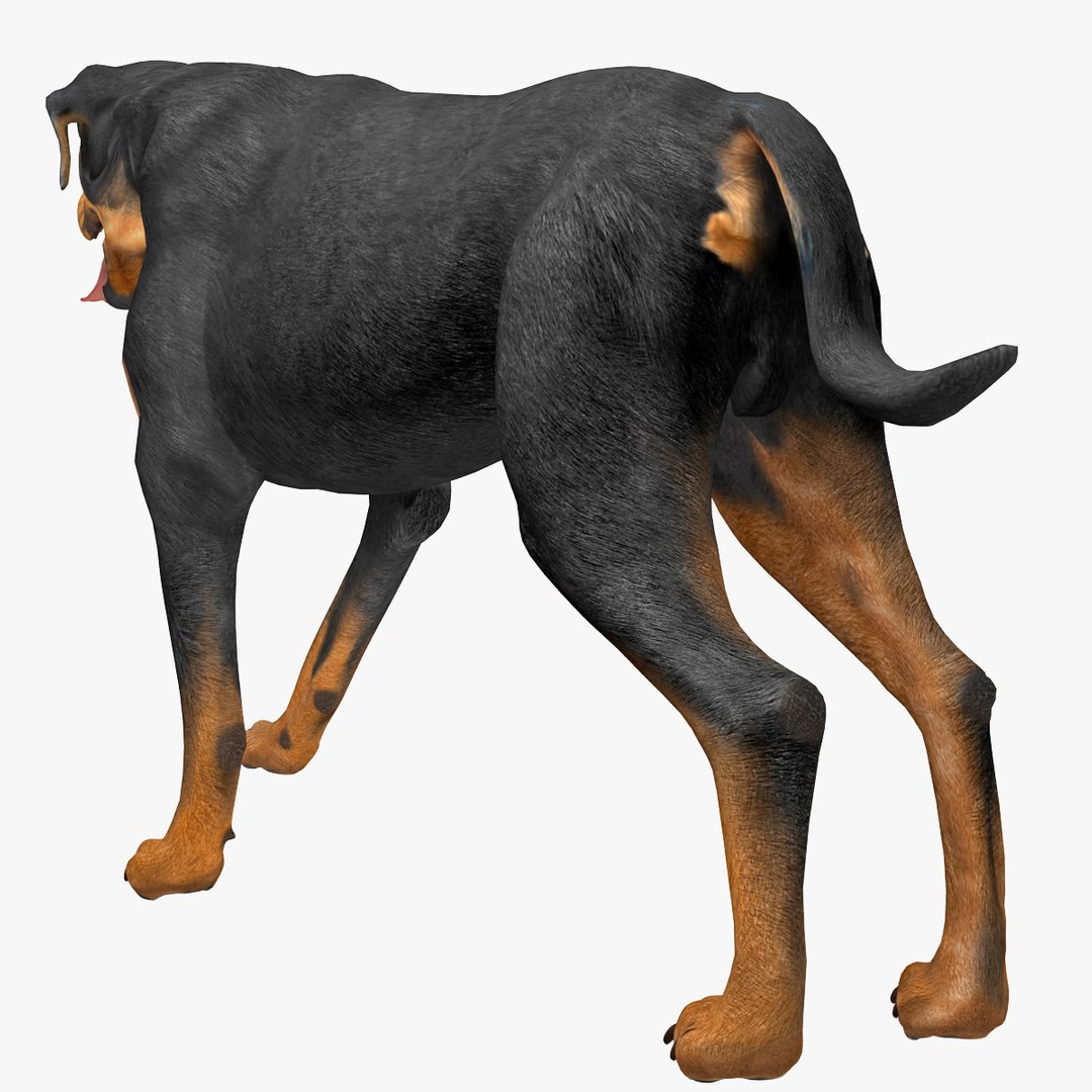 rottweiler rigged max https://p.turbosquid.com/ts-thumb/jq/S2dwbE/uOqyNBPb/rottweilerrigged_306/jpg/1415828626/1920x1080/fit_q87/8d5a51c23296c8c515fcf899d0a1606a58a98d57/rottweilerrigged_306.jpg