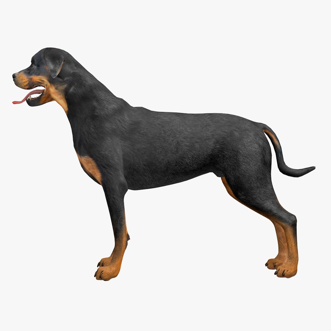 rottweiler rigged max https://p.turbosquid.com/ts-thumb/jq/S2dwbE/yARTOpCt/rottweilerrigged_300/jpg/1415828588/1920x1080/fit_q87/e290e5a3b255a44d36d00bb21c2becb60ae3989c/rottweilerrigged_300.jpg