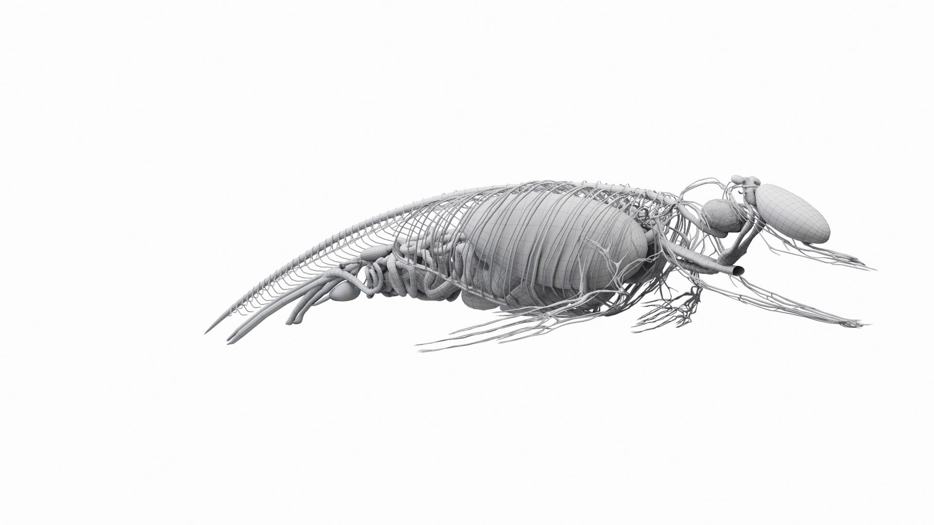 Dolphin Shark and Whale Collection 3D model https://p.turbosquid.com/ts-thumb/jq/nJKsBe/8d/dolphin_anatomy_wire_a3f0000/jpg/1689416225/1920x1080/fit_q87/4c1308286bcc267b20b519ce362936fc84b2c598/dolphin_anatomy_wire_a3f0000.jpg