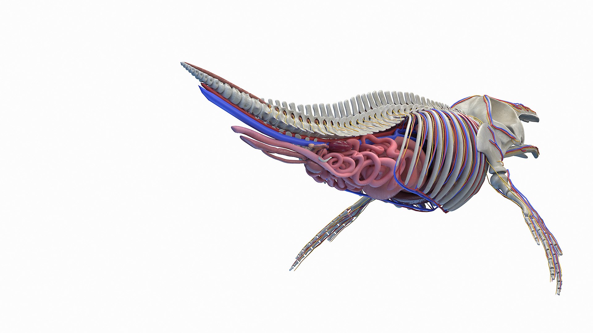 Dolphin Shark and Whale Collection 3D model https://p.turbosquid.com/ts-thumb/jq/nJKsBe/Ae/humpback_whale_anatomy_2f0005/jpg/1689442417/1920x1080/fit_q87/52244810f44ba5367900fa46d150bdede49abf24/humpback_whale_anatomy_2f0005.jpg