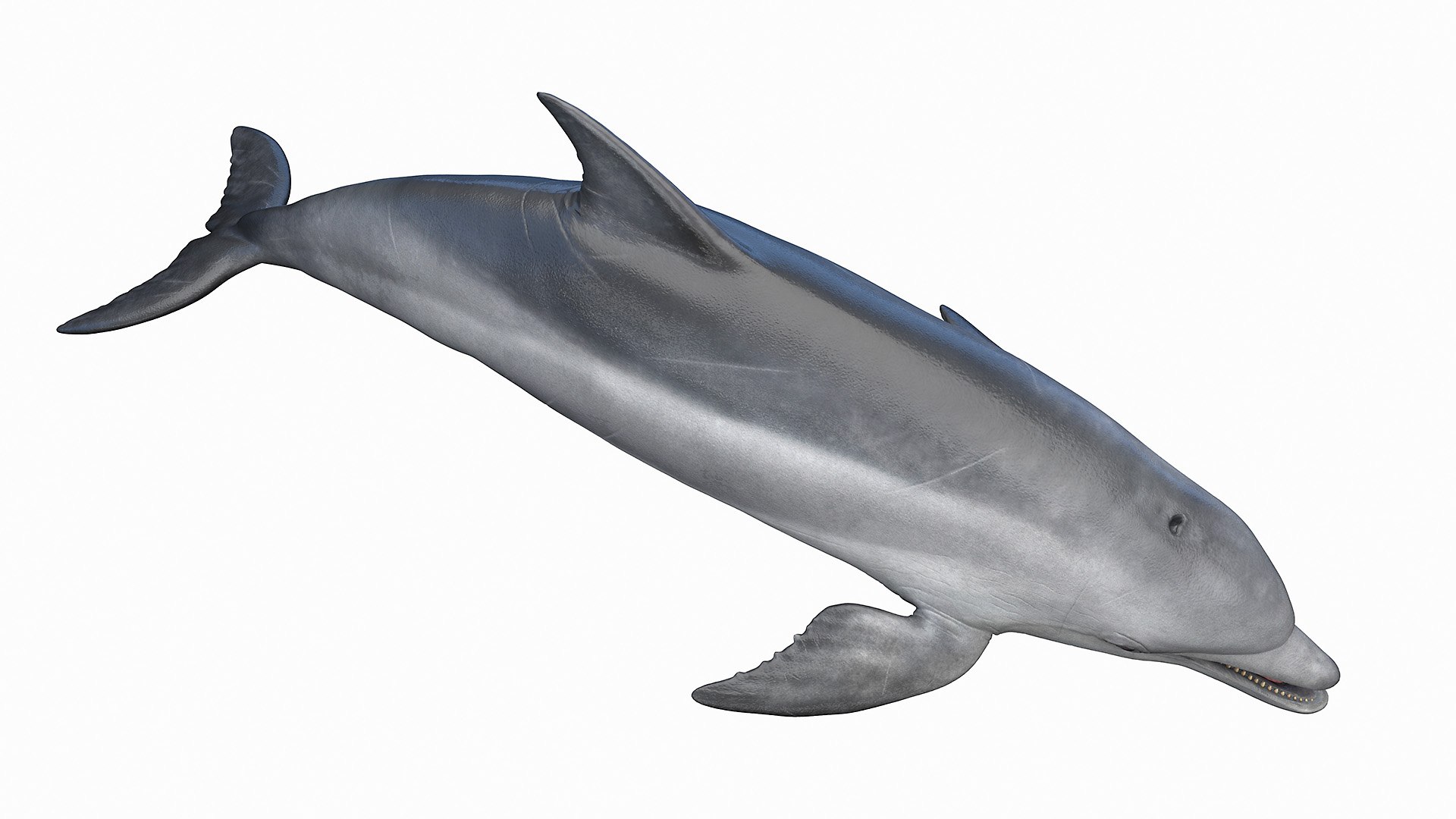 Dolphin Shark and Whale Collection 3D model https://p.turbosquid.com/ts-thumb/jq/nJKsBe/BM/bottlenose_dolphin0002/jpg/1689411118/1920x1080/fit_q87/d623ab77452a67a51fff89b3618ca5ce316435ad/bottlenose_dolphin0002.jpg