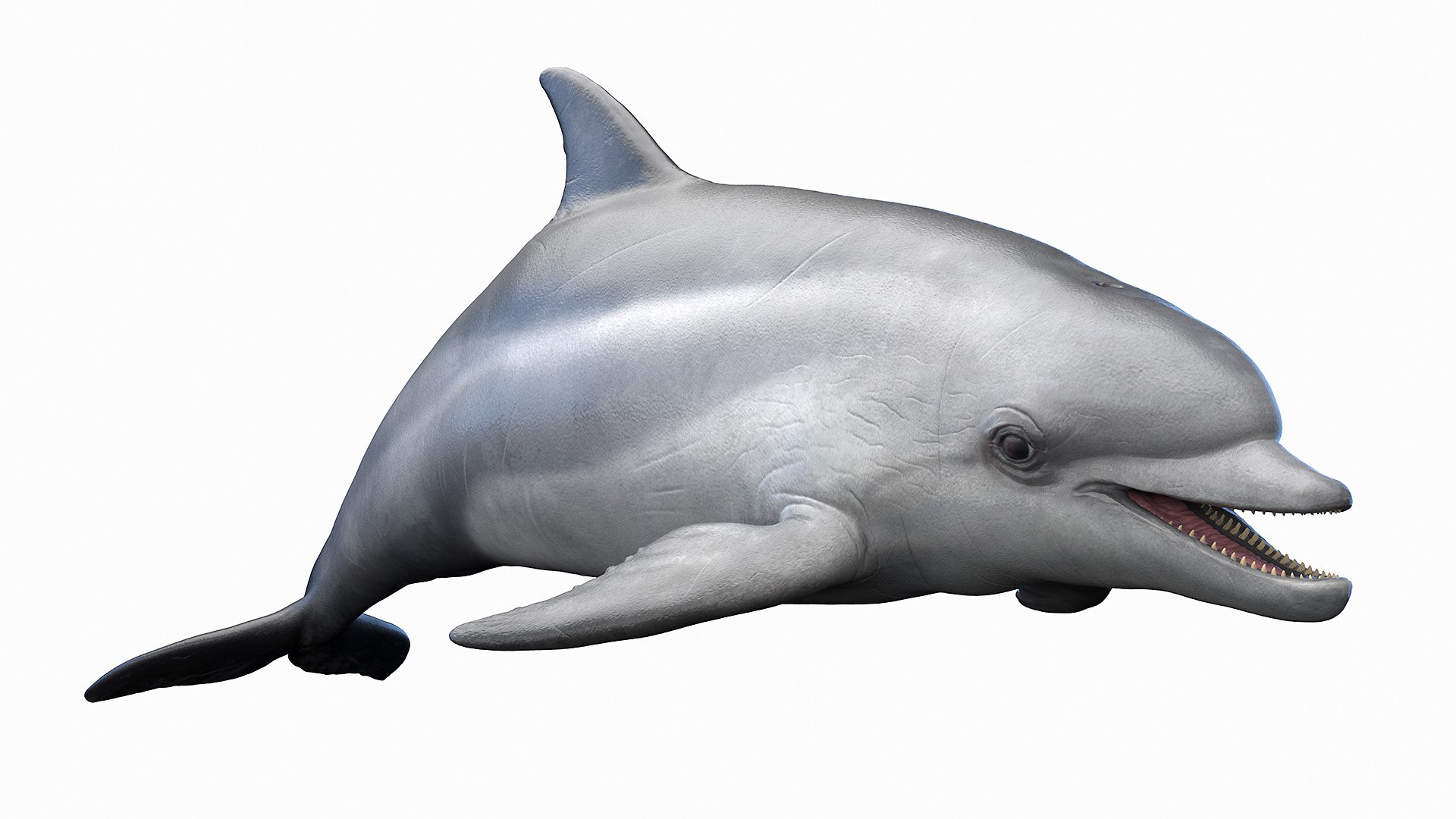 Dolphin Shark and Whale Collection 3D model https://p.turbosquid.com/ts-thumb/jq/nJKsBe/PG/bottlenose_dolphin0000/jpg/1689411117/1920x1080/fit_q87/4fa6acd4731d0b0e76c3ace5f1dca88b4d5290d3/bottlenose_dolphin0000.jpg