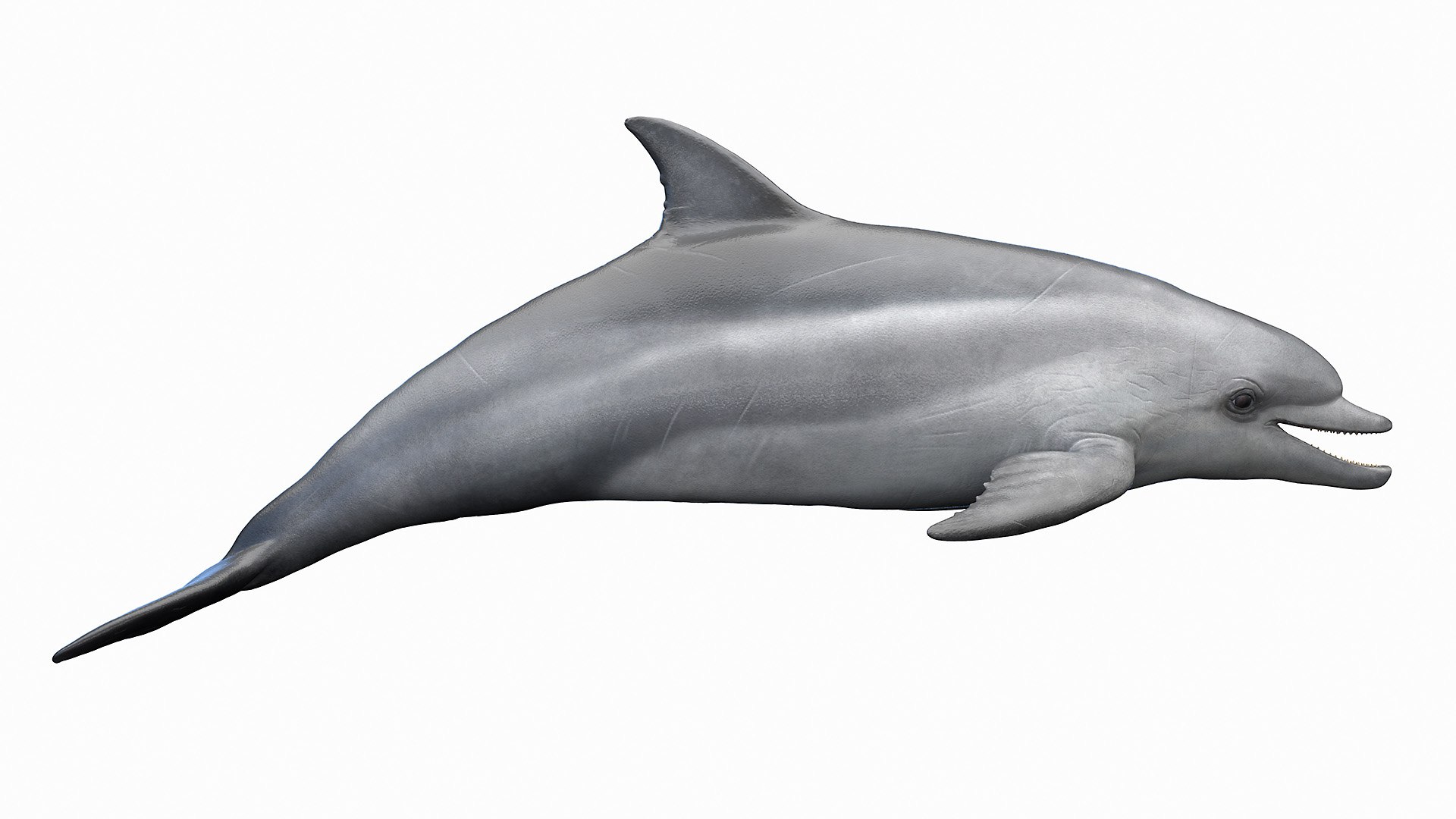 Dolphin Shark and Whale Collection 3D model https://p.turbosquid.com/ts-thumb/jq/nJKsBe/SC/bottlenose_dolphin0003/jpg/1689411119/1920x1080/fit_q87/9a597d6eb1ca89982d04dc0a082be82827855bb1/bottlenose_dolphin0003.jpg