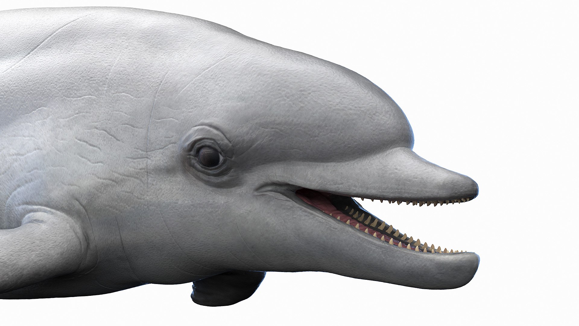 Dolphin Shark and Whale Collection 3D model https://p.turbosquid.com/ts-thumb/jq/nJKsBe/Vi/bottlenose_dolphin0006/jpg/1689411113/1920x1080/fit_q87/daf83519cc552d6cc1a4d7e4b0cf66256a5a4852/bottlenose_dolphin0006.jpg