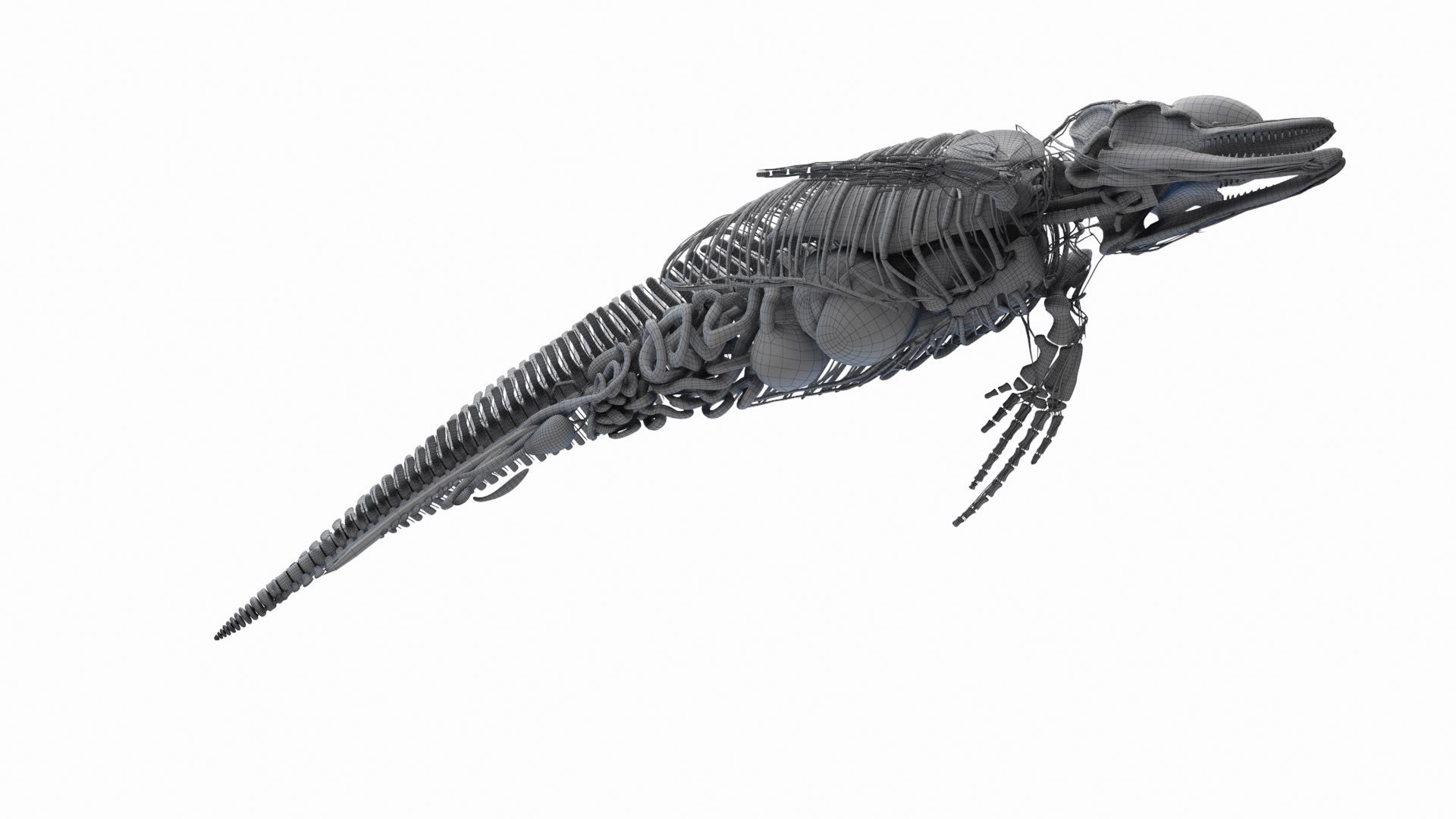 Dolphin Shark and Whale Collection 3D model https://p.turbosquid.com/ts-thumb/jq/nJKsBe/Zn/dolphin_anatomy_wire_a2f0001/jpg/1689416224/1920x1080/fit_q87/4cde2ac12da9163b9fc743cbafda5f1fae8adf98/dolphin_anatomy_wire_a2f0001.jpg