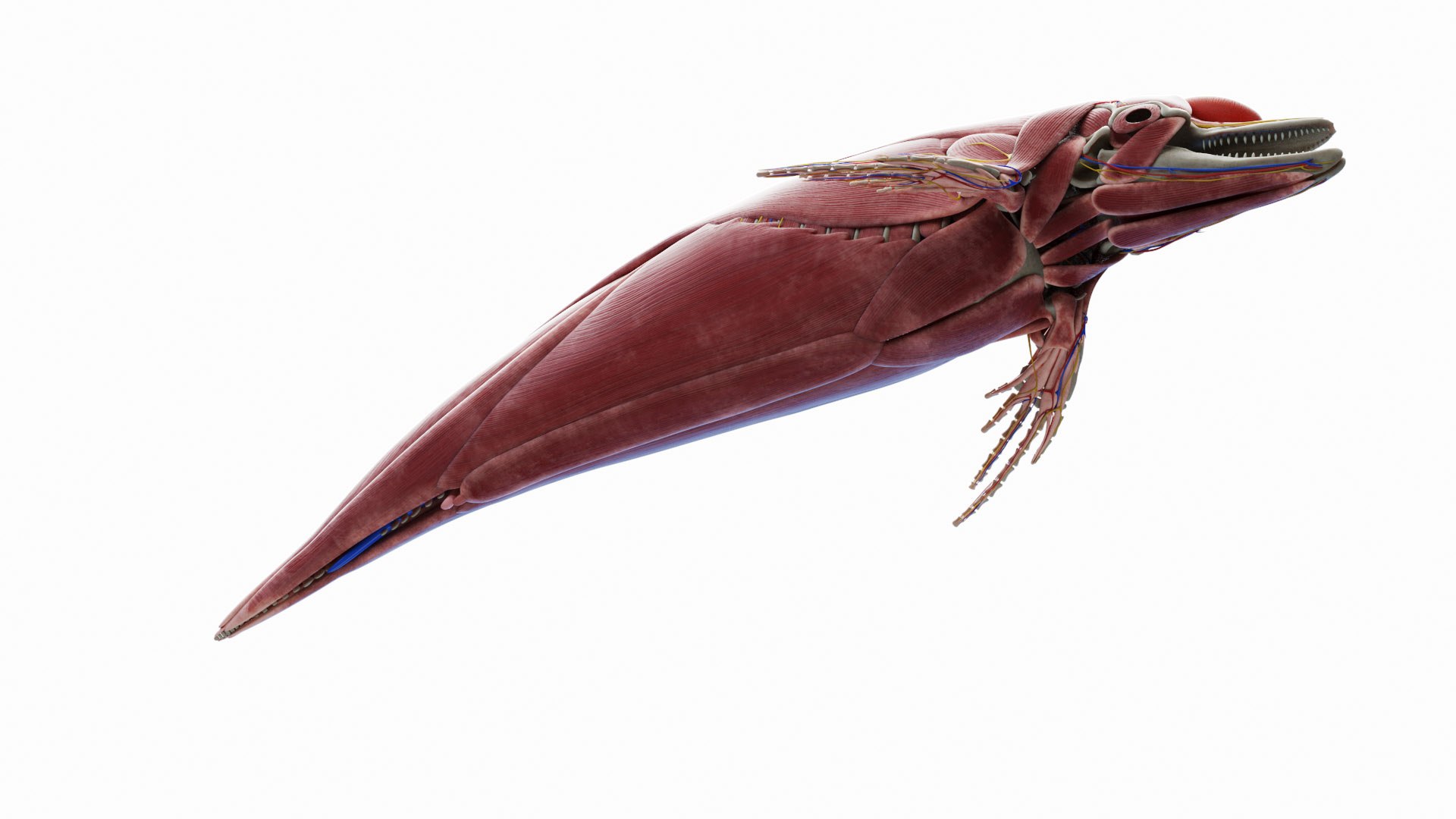 Dolphin Shark and Whale Collection 3D model https://p.turbosquid.com/ts-thumb/jq/nJKsBe/gx/dolphin_anatomy_a1f0001/jpg/1689416201/1920x1080/fit_q87/96fd671a1f09e5448b3fb0f778e21c86733d66ce/dolphin_anatomy_a1f0001.jpg