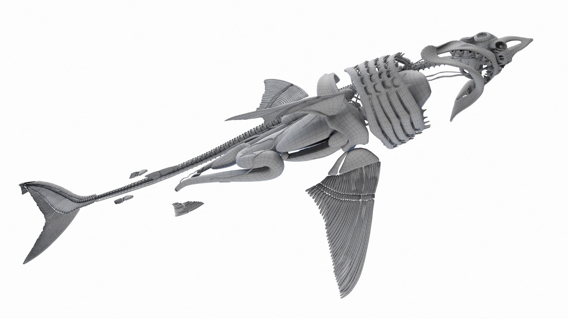 Dolphin Shark and Whale Collection 3D model https://p.turbosquid.com/ts-thumb/jq/nJKsBe/lD/great_white_shark_anatomy_wire_a2f0001/jpg/1689441834/1920x1080/fit_q87/698d71059176d7240fd0de16d90a0d64561c2324/great_white_shark_anatomy_wire_a2f0001.jpg