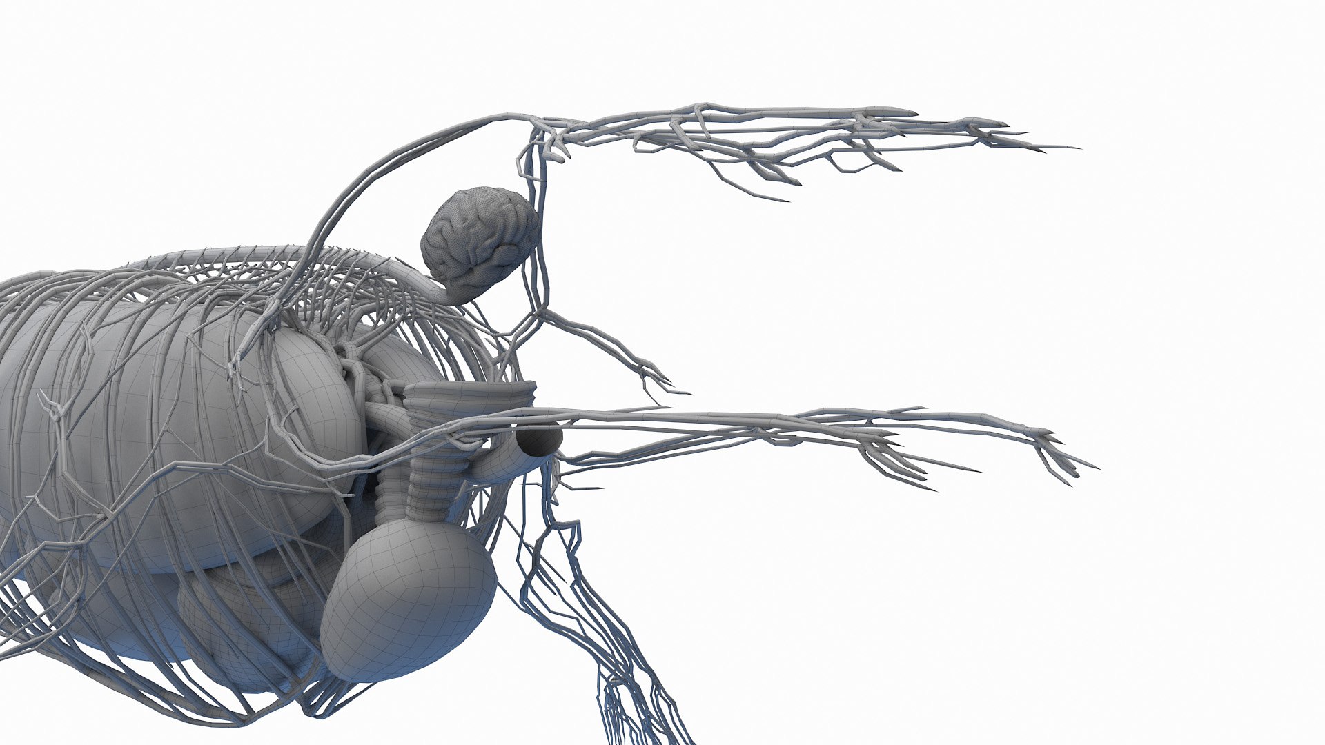 Dolphin Shark and Whale Collection 3D model https://p.turbosquid.com/ts-thumb/jq/nJKsBe/o5/humpback_whale_anatomy_wire_3f0006/jpg/1689448937/1920x1080/fit_q87/fe9a00a4a17551049df8fed7b0f4e65cf5ed82c1/humpback_whale_anatomy_wire_3f0006.jpg