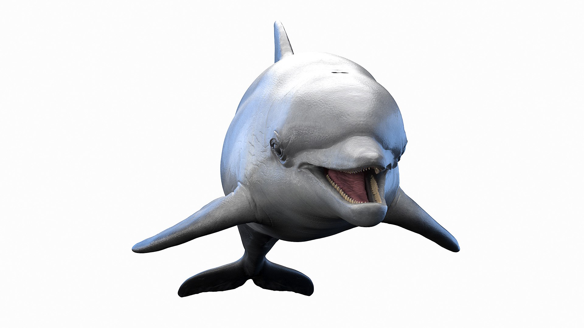 Dolphin Shark and Whale Collection 3D model https://p.turbosquid.com/ts-thumb/jq/nJKsBe/rM/bottlenose_dolphin0005/jpg/1689411120/1920x1080/fit_q87/f7627823dedbcb1f743c2de946c68998be56688a/bottlenose_dolphin0005.jpg