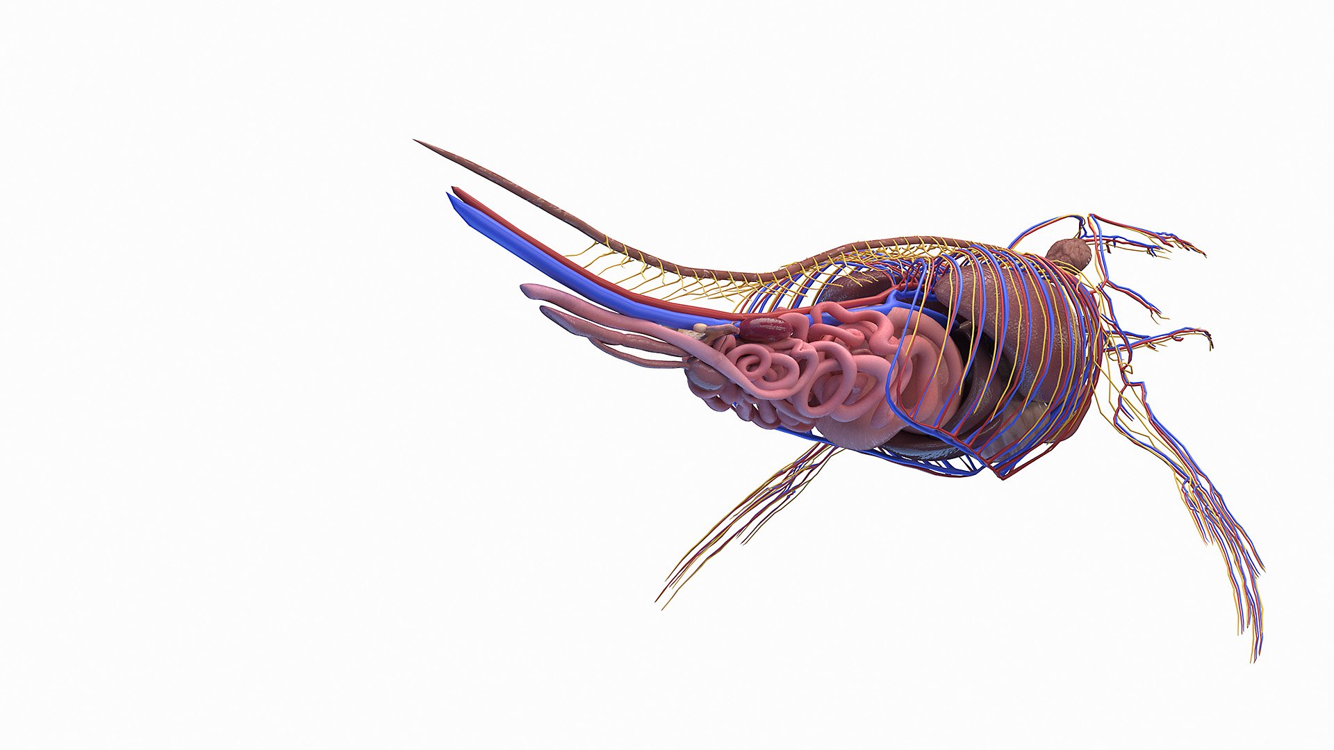 Dolphin Shark and Whale Collection 3D model https://p.turbosquid.com/ts-thumb/jq/nJKsBe/rl/humpback_whale_anatomy_3f0005/jpg/1689442420/1920x1080/fit_q87/f2a4e8678b12efc5c861f2ad40071a3d604f0a9f/humpback_whale_anatomy_3f0005.jpg