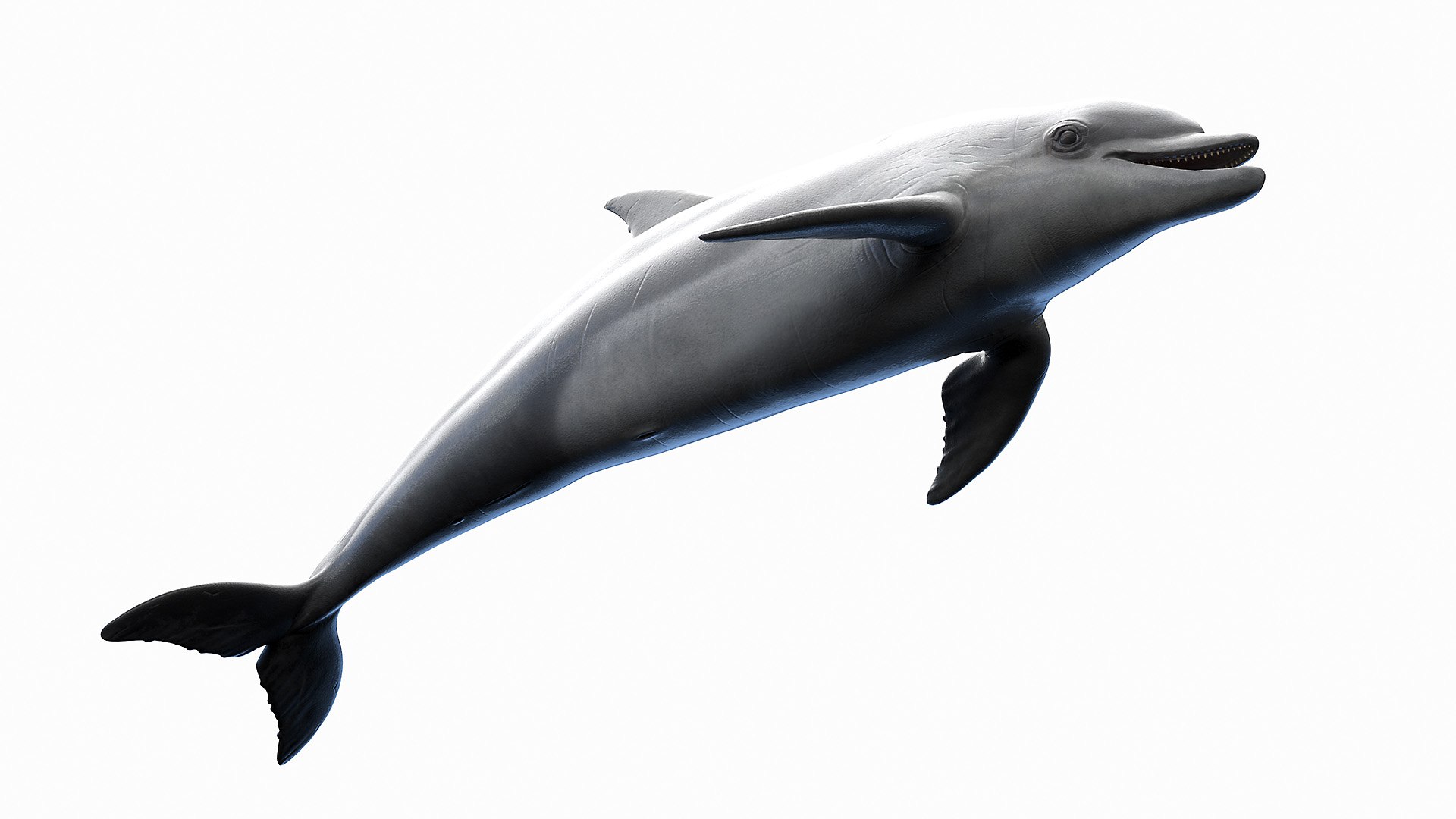 Dolphin Shark and Whale Collection 3D model https://p.turbosquid.com/ts-thumb/jq/nJKsBe/zM/bottlenose_dolphin0001/jpg/1689411117/1920x1080/fit_q87/f75610e43b1c059ac675218273f295aa5bb436b6/bottlenose_dolphin0001.jpg