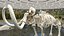 3D model Mammoth Skeleton Clean Bones