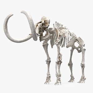 3D model Mammoth Skeleton Clean Bones